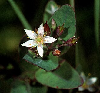Marsh St. John's Wort (Triadenum virginicum)