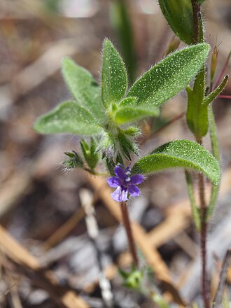 San Jacinto Bluecurls (Trichostema austromontanum)
