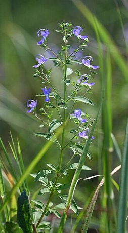 Forked Bluecurls (Trichostema dichotomum)