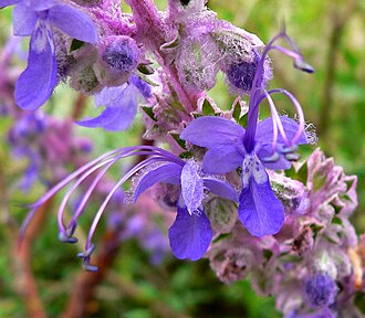 Woolly Bluecurls (Trichostema lanatum)