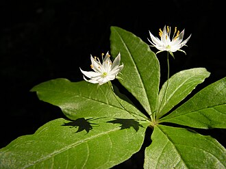 Starflower (Trientalis borealis)