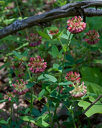 Buffalo Clover (Trifolium reflexum)