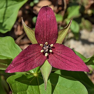 Red Trillium (Trillium erectum)