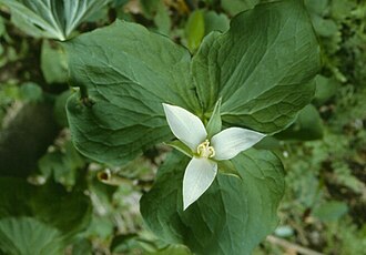 Drooping Trillium (Trillium flexipes)
