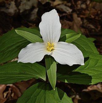 Large-flowered Trillium (Trillium grandiflorum)
