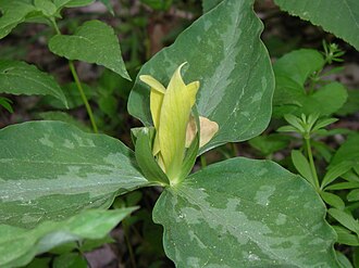 Yellow Trillium (Trillium luteum)