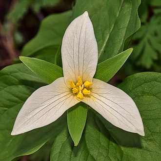 Western Trillium (Trillium ovatum)