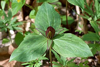 Toadshade (Trillium sessile)