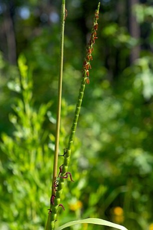 Eastern Gamagrass (Tripsacum dactyloides)
