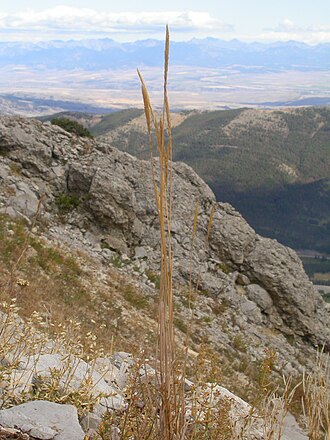 Spike Trisetum (Trisetum spicatum)
