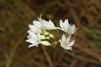 White Brodiaea (Triteleia hyacinthina)