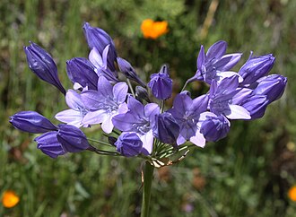 Ithuriel's Spear (Triteleia laxa)