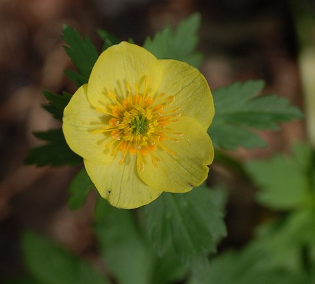 American Globeflower (Trollius laxus)