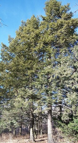Eastern Hemlock (Tsuga canadensis)