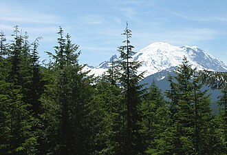 Western Hemlock (Tsuga heterophylla)