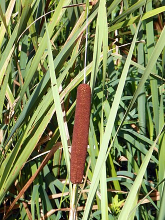 Broadleaf Cattail (Typha latifolia)