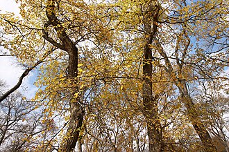 Cedar Elm (Ulmus crassifolia)