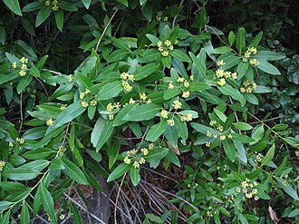 California Bay (Umbellularia californica)