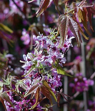 Mexican Buckeye (Ungnadia speciosa)