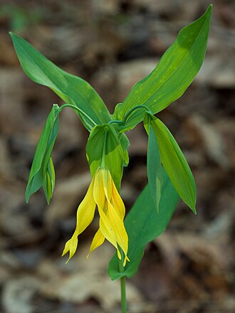 Large-flowered Bellwort (Uvularia grandiflora)