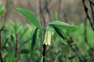 Sessile Bellwort (Uvularia sessilifolia)