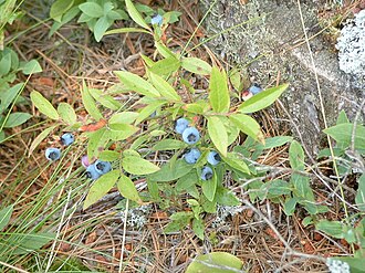 Lowbush Blueberry (Vaccinium angustifolium)