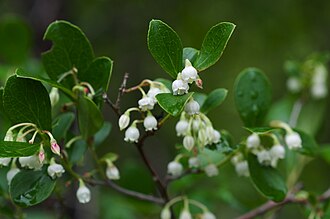 Sparkleberry (Vaccinium arboreum)