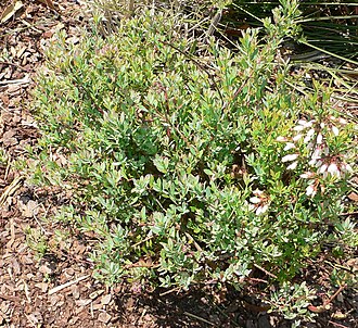 Darrow's Blueberry (Vaccinium darrowii)