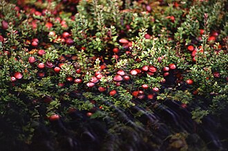 American Cranberry (Vaccinium macrocarpon)
