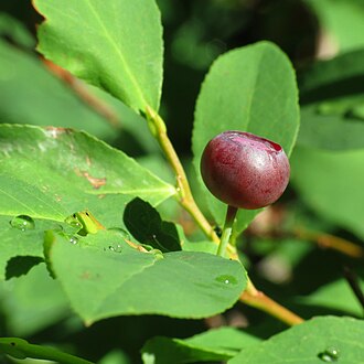 Thinleaf Huckleberry (Vaccinium membranaceum)