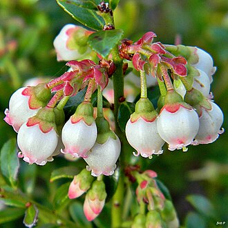 Shiny Blueberry (Vaccinium myrsinites)