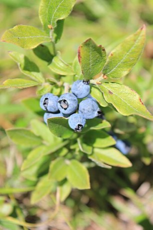Velvetleaf Blueberry (Vaccinium myrtilloides)