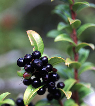 Evergreen Huckleberry (Vaccinium ovatum)