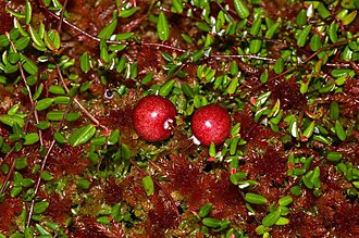 Small Cranberry (Vaccinium oxycoccos)