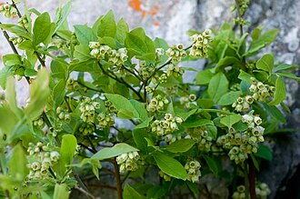 Hillside Blueberry (Vaccinium pallidum)