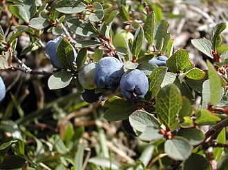 Bog Bilberry (Vaccinium uliginosum)