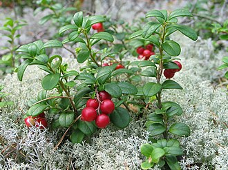 Lingonberry (Vaccinium vitis-idaea)
