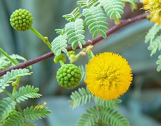 Whitethorn Acacia (Vachellia constricta)