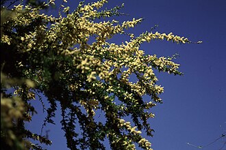 Blackbrush Acacia (Vachellia rigidula)