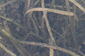 Wild Celery (Vallisneria americana)