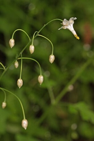 Inside-out Flower (Vancouveria hexandra)
