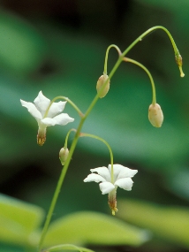 Redwood Inside-out Flower (Vancouveria planipetala)