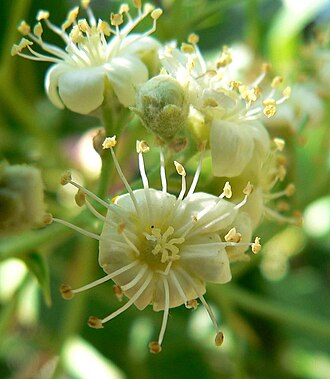 Arizona Rosewood (Vauquelinia californica)