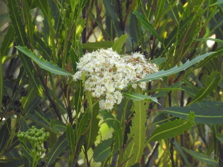Slimleaf Rosewood (Vauquelinia corymbosa)