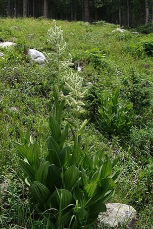 California False Hellebore (Veratrum californicum)