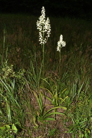 Virginia Bunchflower (Veratrum virginicum)