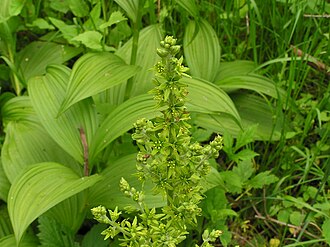 Green False Hellebore (Veratrum viride)