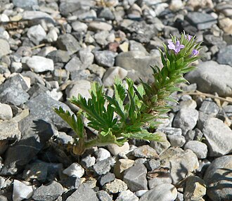 Prostrate Vervain (Verbena bracteata)