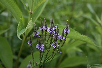 Blue Vervain (Verbena hastata)