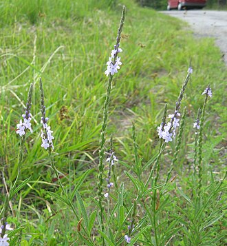 Narrow-leaved Vervain (Verbena simplex)